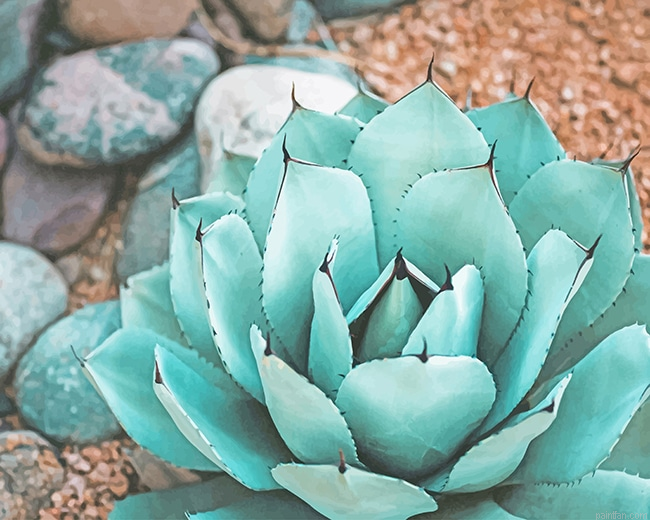 Succulent Near Rocks New Paint By Numbers.png