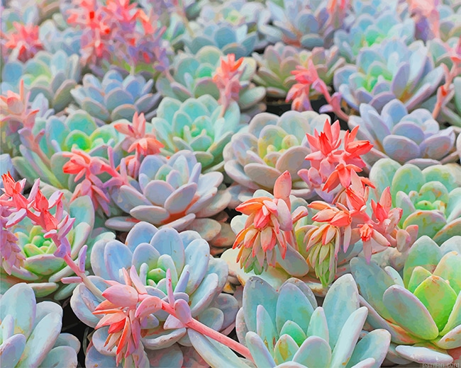 Succulent Plant New Paint By Numbers.png