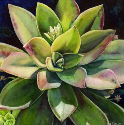 Succulents Flowers Paint By Numbers.png
