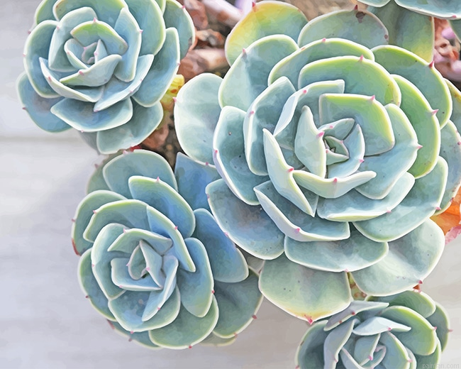 Succulents New Paint By Numbers.png