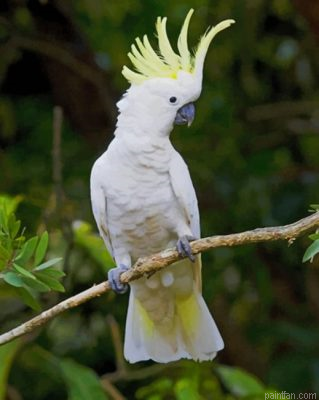 Sulphur Crested Cockatoo On Tree Paint By Numbers.png