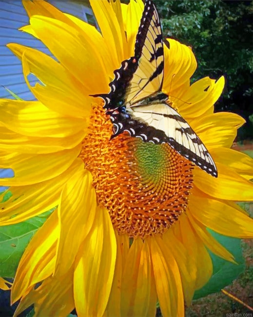 Sunflower And Butterfly New Paint By Numbers.png