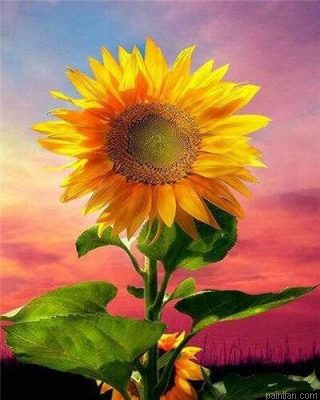 Sunflower Paint By Numbers.png