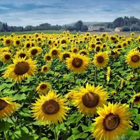 Sunflowers Field Paint By Numbers.png