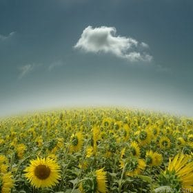 Sunflowers Land Paint By Numbers.png