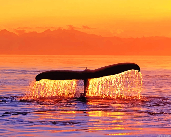 Sunset Whale Fluke Paint By Numbers.png