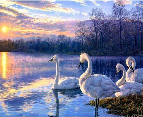 Swans In Lake Paint By Numbers.png