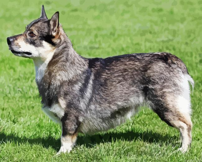 Swedish Vallhund Dog Paint By Numbers.png