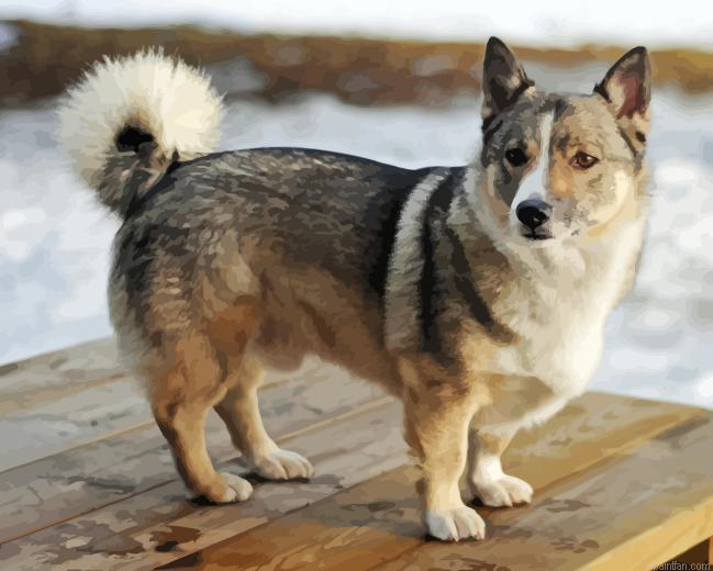 Swedish Vallhund Paint By Numbers.png