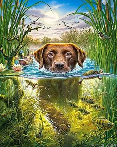 Swimming Dog Paint By Numbers.png
