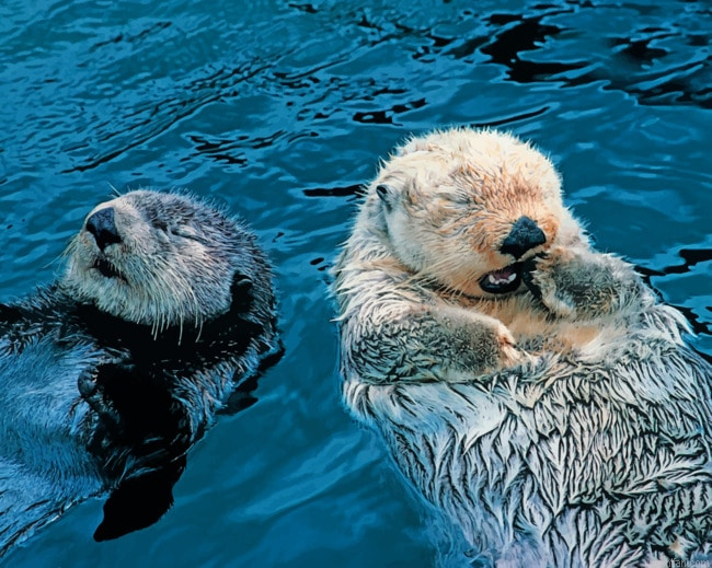 Swimming Otters Paint By Number.png