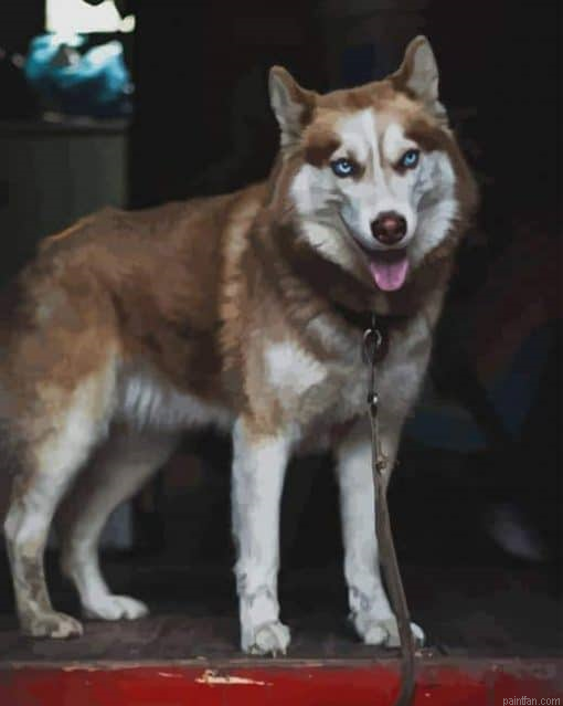Tan Husky Paint By Numbers.png