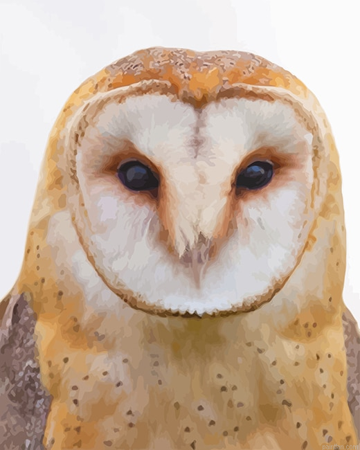 Tawny Owl New Paint By Numbers.png