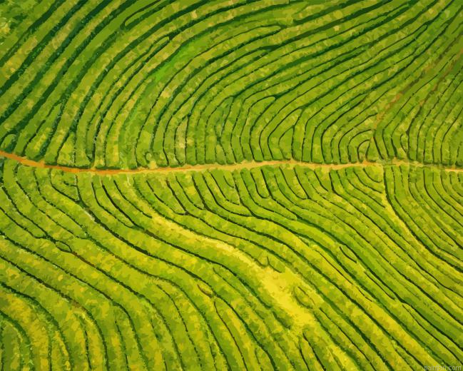 Tea Fields Paint By Numbers.png