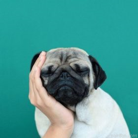 Tenderness Pug Paint By Numbers.png