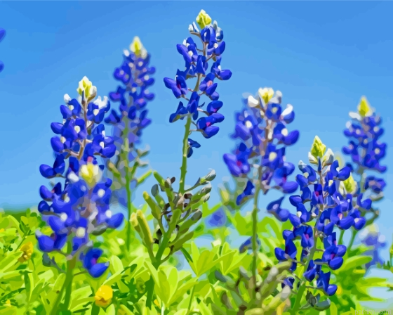 Texas Bluebonnets Paint By Numbers.png