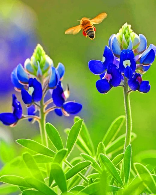 Texas Bluebonnet Paint By Numbers.png