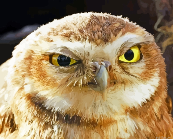 The Angry Owl Paint By Numbers.png