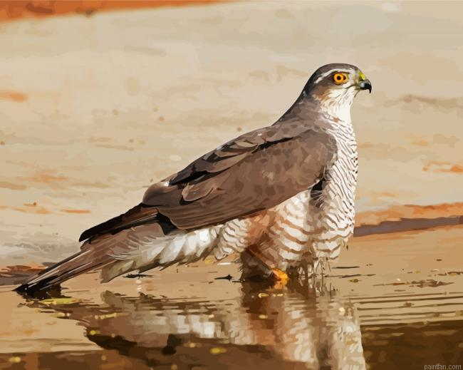 The Eurasian Sparrowhawk Paint By Numbers.png