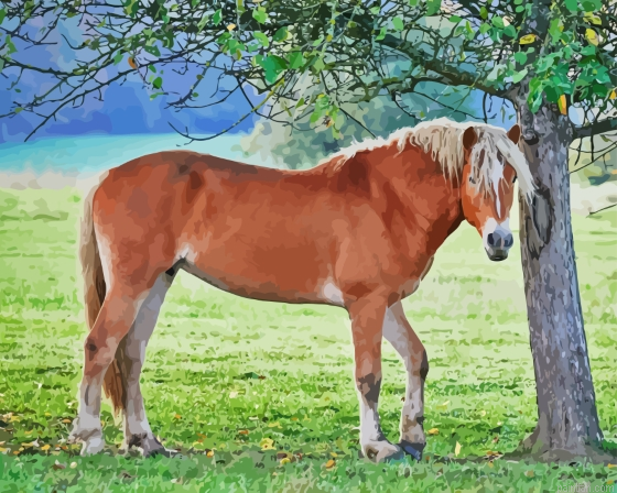 The Haflinger Horse Paint By Numbers.png