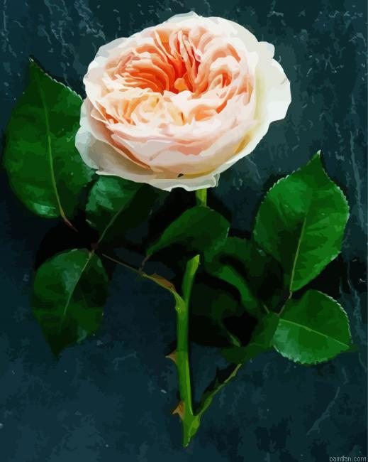 The Juliet Rose Paint By Numbers.png