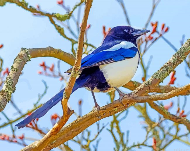 The Magpie Bird Paint By Number.png
