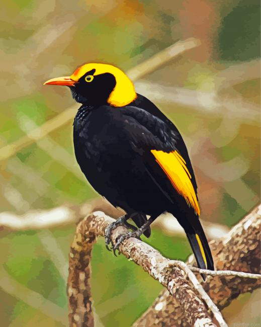The Regent Bowerbird Paint By Numbers.png