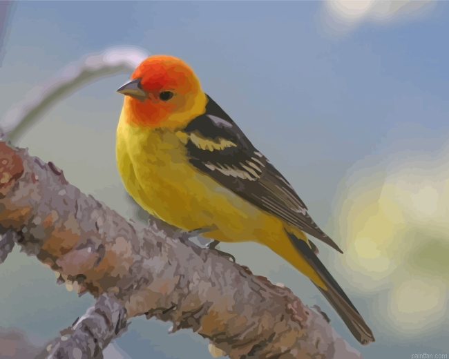 The Western Tanager Bird Paint By Number.png
