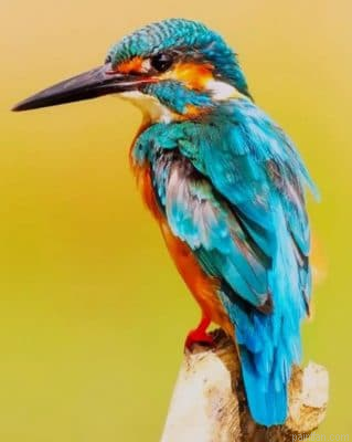 The Kingfisher Bird Paint By Number.png
