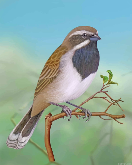 Throated Sparrow Paint By Number.png