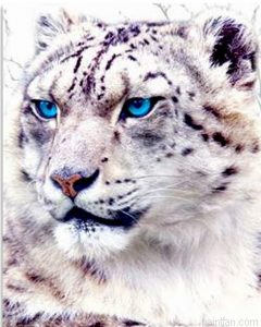 Tiger Eyes Paint By Numbers.png