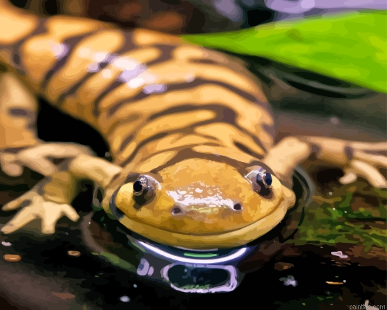 Tiger Salamander Paint By Numbers.png