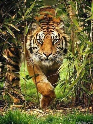 Tiger In Bush Paint By Numbers.png