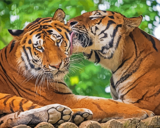 Tigers In Love Paint By Numbers.png