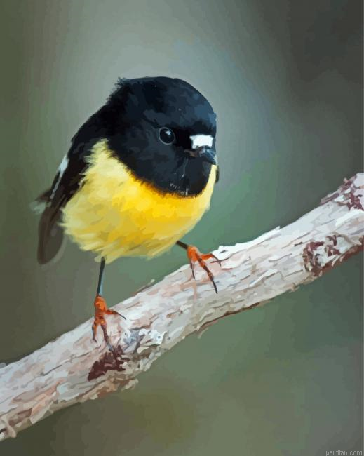 Tomtit Bird Paint By Numbers.png