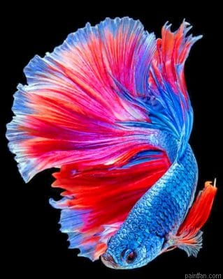 Tropical Betta Fish Paint By Number.png