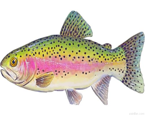 Trout Illustration Paint By Number.png