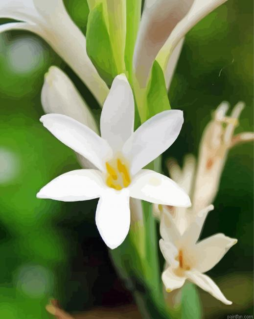 Tuberose Paint By Numbers.png