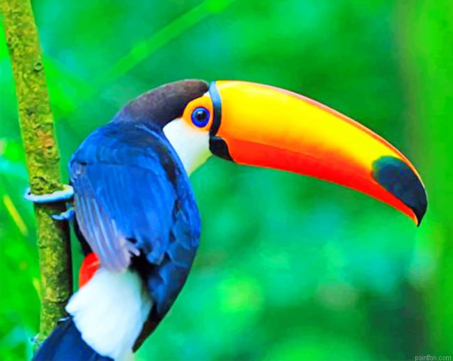 Tucano New Paint By Numbers.png