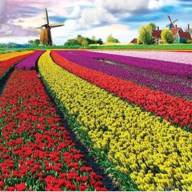 Tulip Growers Paint By Numbers.png