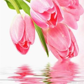 Tulips Flower Paint By Numbers.png