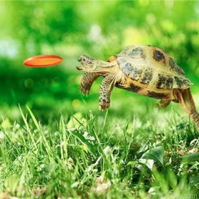 Turtle Catching Frisbee Paint By Numbers.png