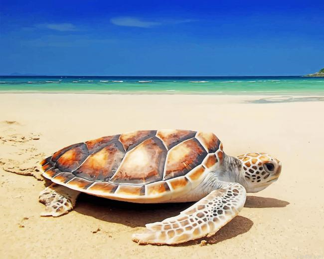 Turtle On The Beach New Paint By Numbers.png