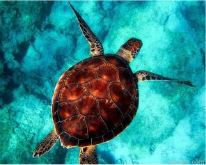 Turtle Sea Swimming Paint By Numbers.png