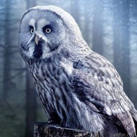 Twilight Owl Paint By Numbers.png