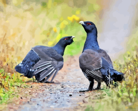 Two Western Capercaillie Paint By Numbers.png