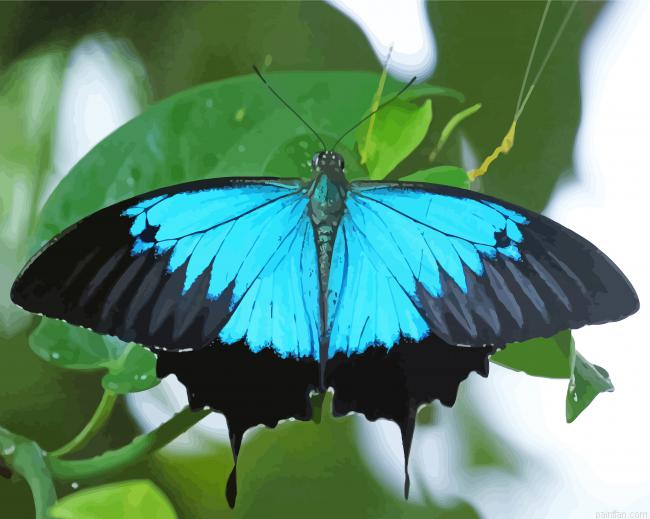 Ulysses Butterfly Paint By Numbers.png