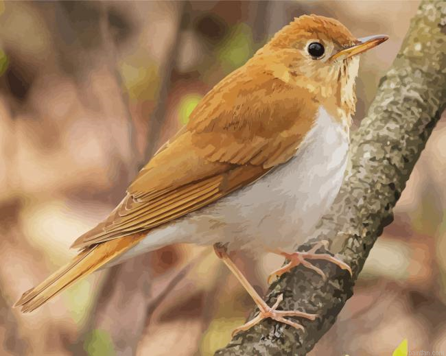 Veery Bird On Tree Paint By Numbers.png
