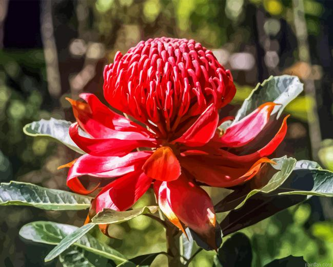 Waratah Telopea Speciosissima Paint By Numbers.png