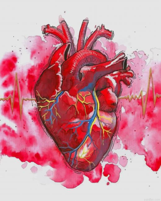 Watercolor Human Heart New Paint By Numbers.png